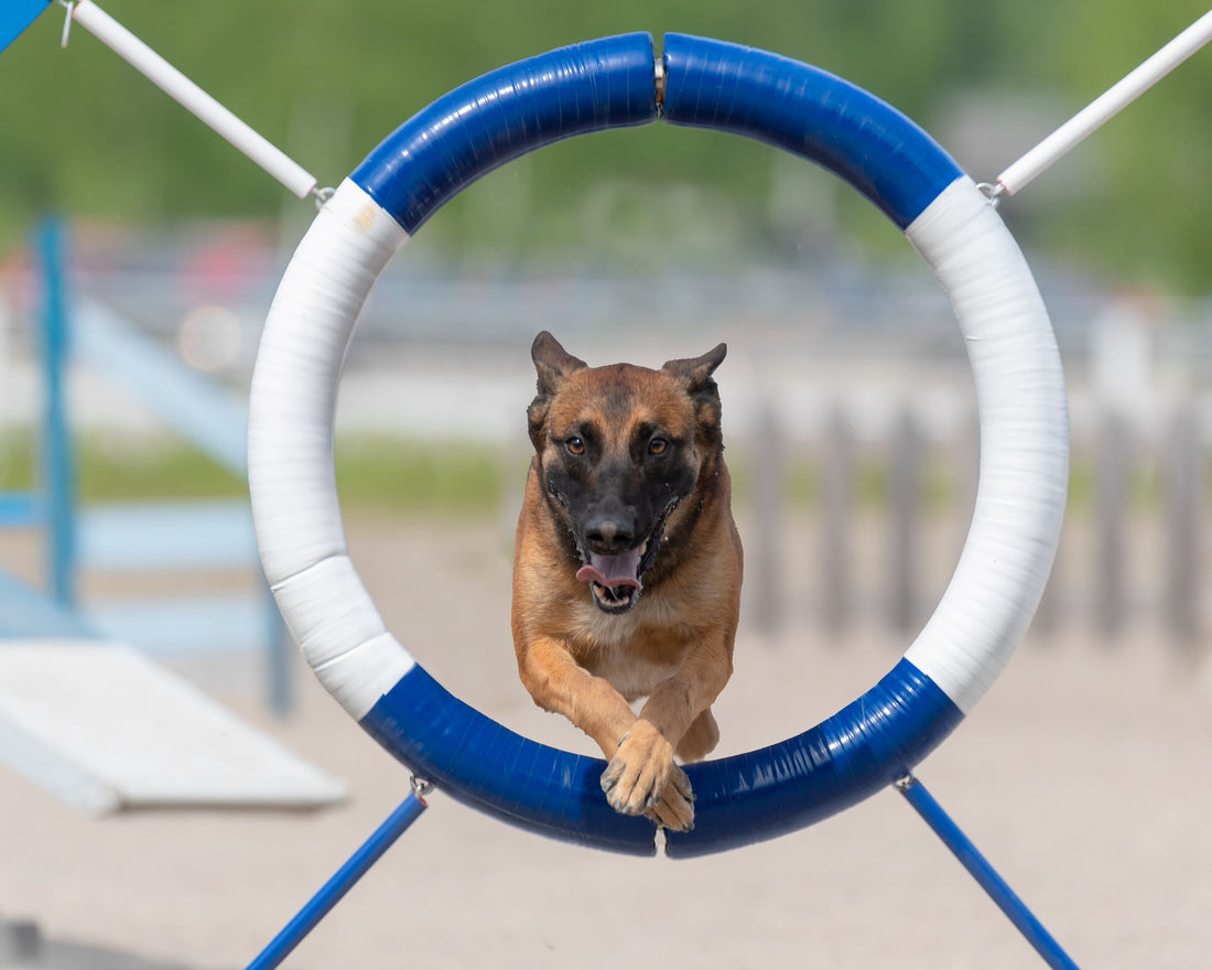 dog agility training