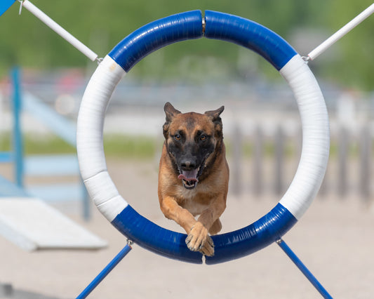 dog agility training