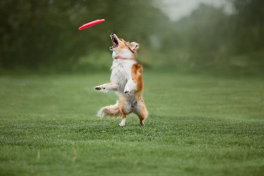 dog training course