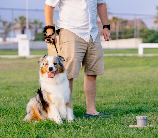 dog training techniques