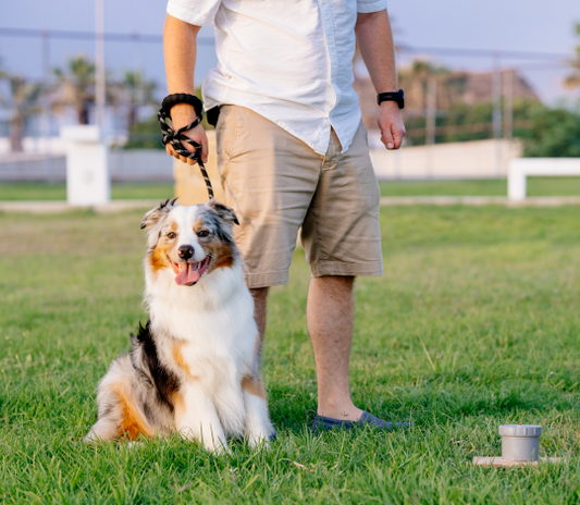 Suggestions For Training  Your Dog