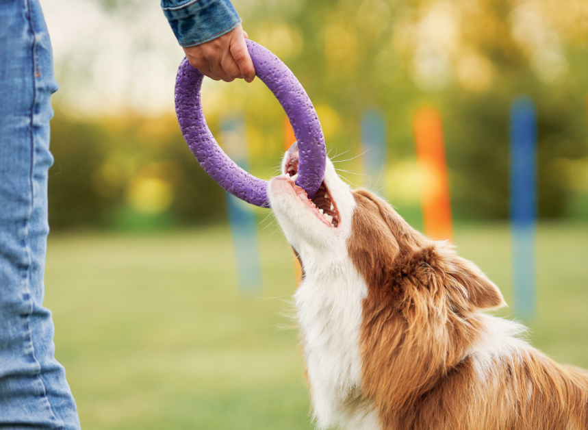 at home dog training