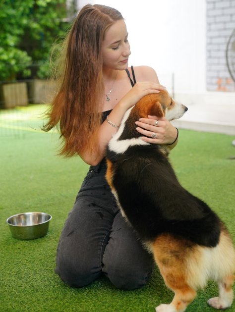 dog obedience training