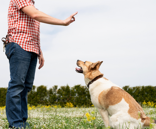 obedience dog training