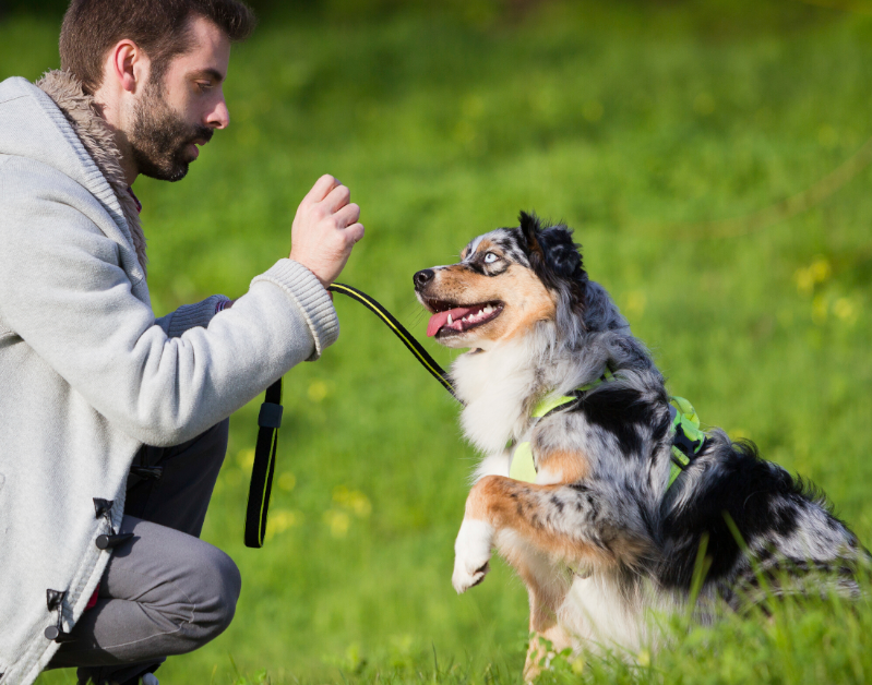 training techniques for dogs
