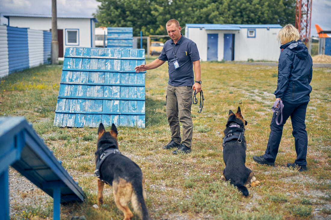 professional dog training