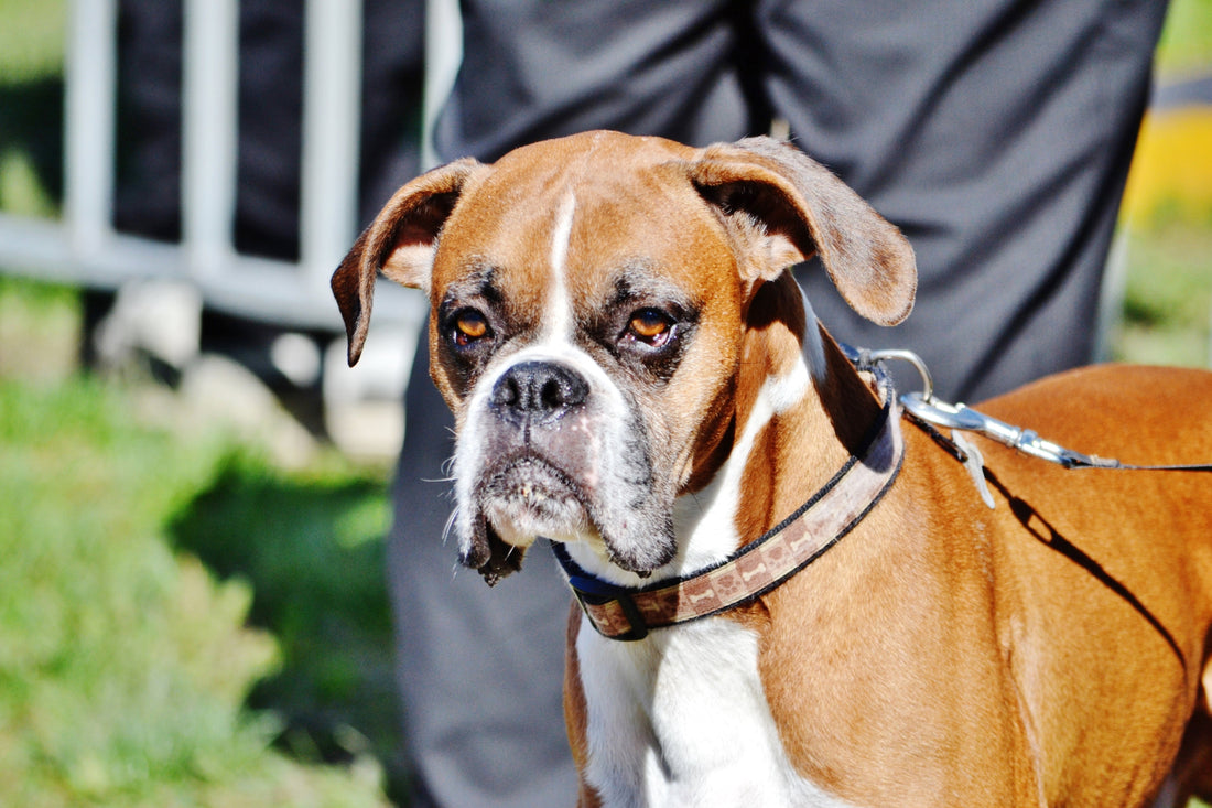 boxer dog training