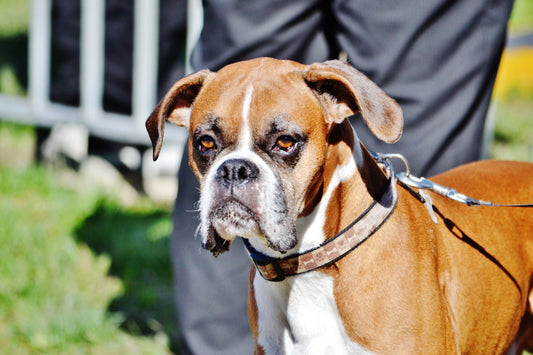 boxer dog training