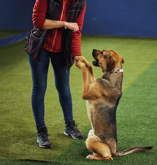 dog training