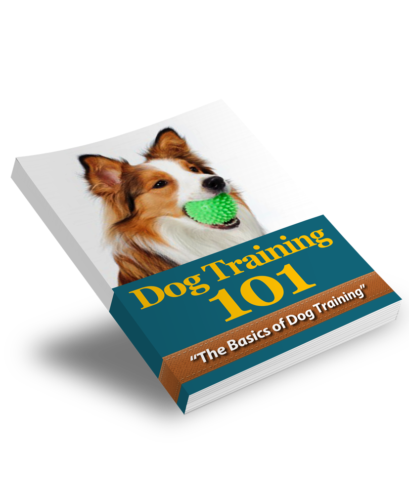 Dog training basics